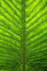 里尔迎战昂热，主场拼尽全力